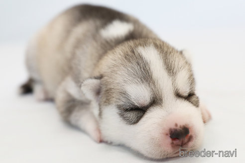 成約済の神奈川県のシベリアンハスキー-336744の5枚目